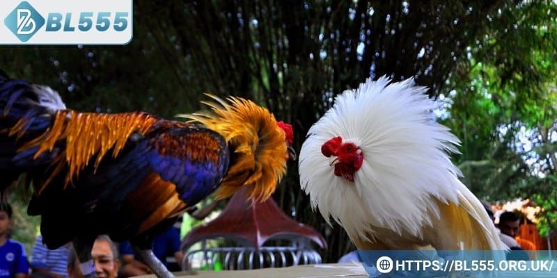 Điểm danh qua những hình thức cá cược đá gà thú vị hiện nay